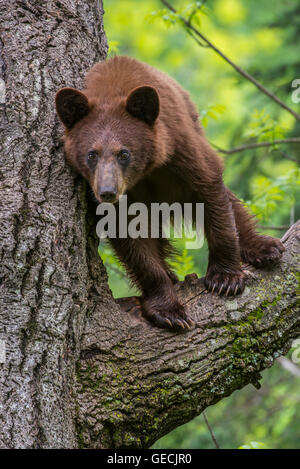 Black bear yearling, cinnamon phase, Urus americanus standing in tree North America Stock Photo