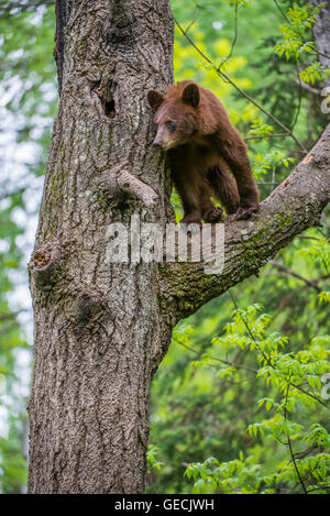 Black bear yearling, cinnamon phase, Urus americanus climbing tree North America Stock Photo