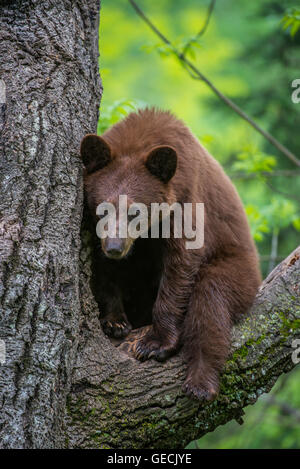 Black bear yearling, cinnamon phase, Urus americanus sitting in tree North America Stock Photo