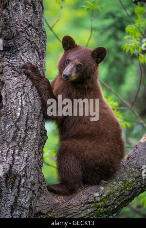 Black bear yearling, cinnamon phase, Urus americanus sitting in tree North America Stock Photo