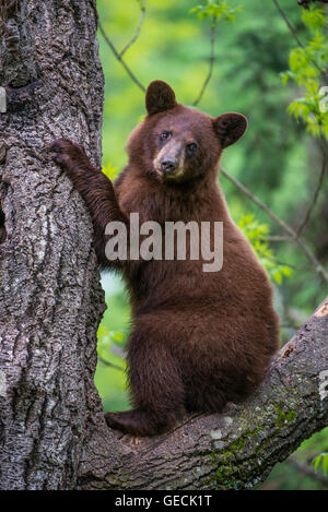 Black bear yearling, cinnamon phase, Urus americanus sitting in tree North America Stock Photo