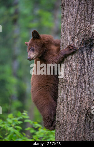 Black bear yearling, cinnamon phase, Urus americanus climbing tree North America Stock Photo