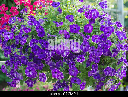 Petunia Designer Inksplash Flowers in a hanging basket Stock Photo