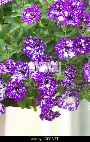 Petunia Night Sky Flowers in a hanging basket Stock Photo