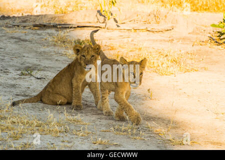 Lionesses and cubs playing and feeding Stock Photo