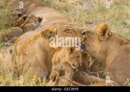 Lionesses and cubs playing and feeding Stock Photo