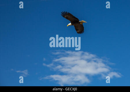 Bald eagle in flight against blue sky and white cloud.  The eyes and beak are sharp while the wings show some movement. Stock Photo