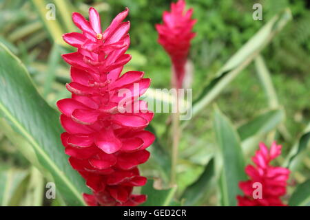 Ginger Flowers, Tropical Flowers Pink, Fuchsia Stock Photo