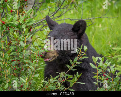 Black bear eating red berries. Stock Photo