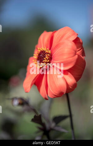 Close up of a deep orange single Dahlia flower in a summer garden. Stock Photo