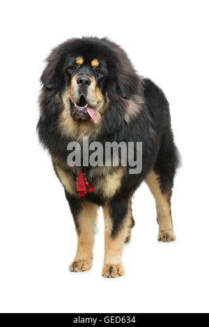 Beautiful big Tibetan mastiff dog Stock Photo