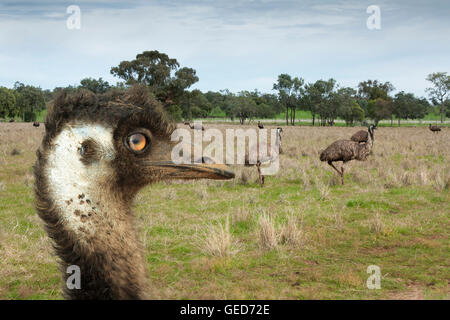Emu close up of head with other emus  in the background Stock Photo