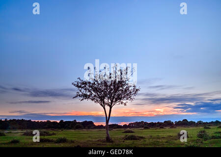 New Forest, Janesmoor Pond, Lyndhurst, Hampshire, England, United Kingdom Stock Photo