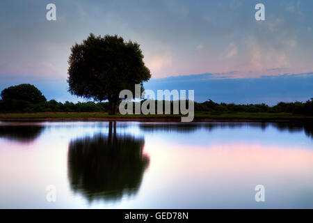 New Forest, Janesmoor Pond, Lyndhurst, Hampshire, England, United Kingdom Stock Photo