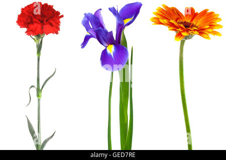 freshness beauty flowers on a white background Stock Photo