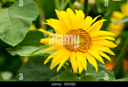 Sunflower (Helianthus annuus) in bloom in Summer, growing in West Sussex, England, UK. Stock Photo