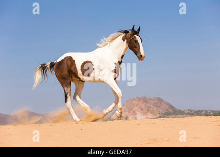 Marwari Horse. Skewbald mare galloping in the desert. Rajasthan, India. Stock Photo