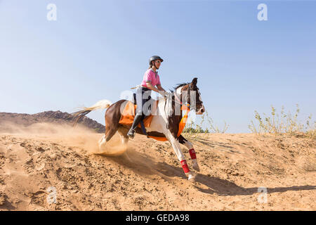 Marwari Horse. Rider on skewbald mare galloping in the desert. Rajasthan, India. Stock Photo