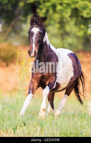 Marwari Horse. Skewbald mare galloping on a meadow. Rajasthan, India. Stock Photo