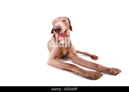 Weimaraner. Male lying while yawning. Studio picture against a white background. Germany Stock Photo