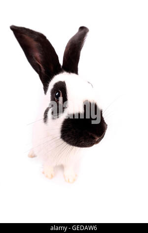German Giant Rabbit seen head-on, wearing a crocheted frog hat. Studio ...