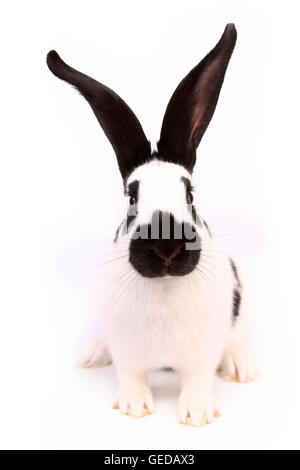 German Giant Rabbit seen head-on, wearing a crocheted frog hat. Studio ...