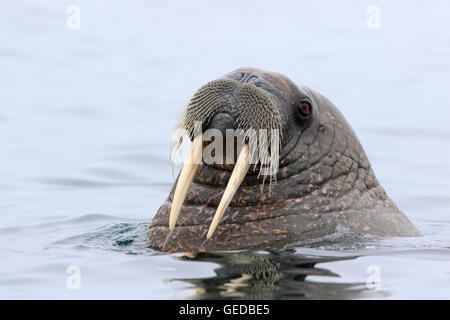 Female Walrus Stock Photo