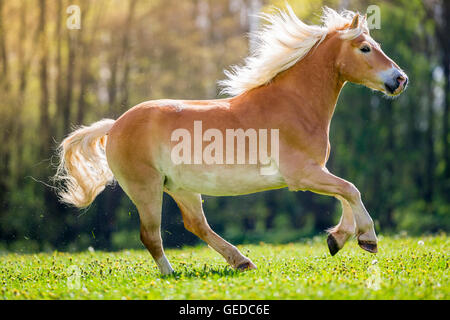 Haflinger Horse. Gelding galloping on a pasture in spring. Germany Stock Photo