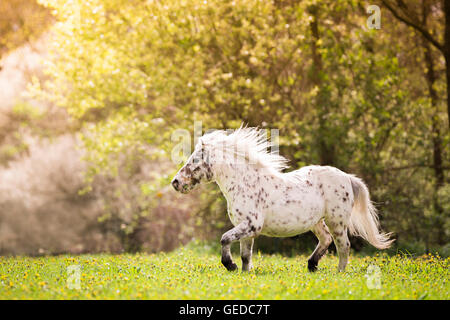 Shetland Pony. Leopard-spotted gelding trotting on a pasture. Germany Stock Photo
