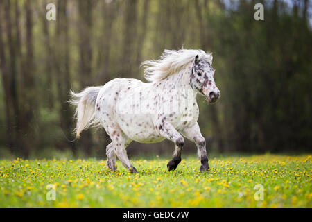 Shetland Pony. Leopard-spotted gelding galloping on a pasture. Germany Stock Photo