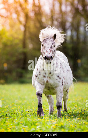 Shetland Pony. Leopard-spotted gelding galloping on a pasture. Germany Stock Photo