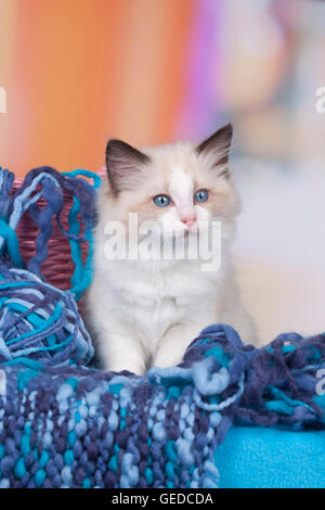 Ragdoll. Kitten sitting next to a wicker basket on blue wool. Germany Stock Photo