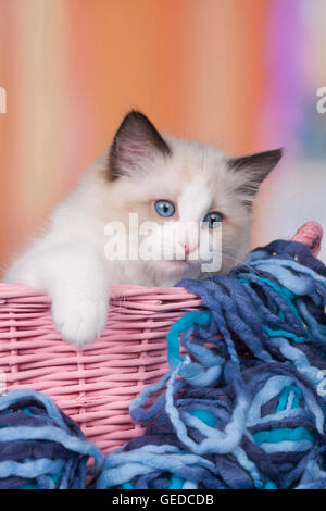 Ragdoll. Kitten sitting in a wicker basket with blue wool. Germany Stock Photo