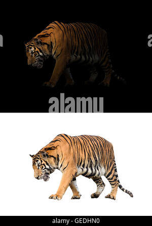 bengal tiger in the dark and bengal tiger on white background Stock Photo