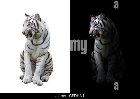 white bengal tiger in the dark and white bengal tiger on white background Stock Photo