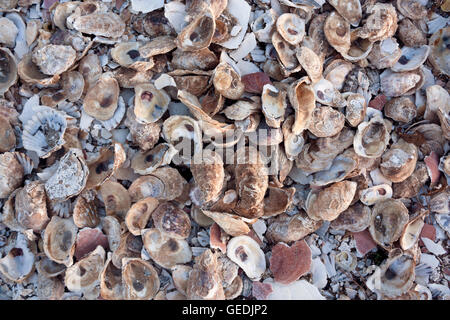 Pile of colorful shells at Wellfleet, Massachusetts on Cape Cod. Stock Photo