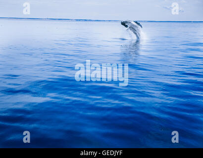 Humpback whale jumping off Provincetown, MA Cape Cod Stock Photo