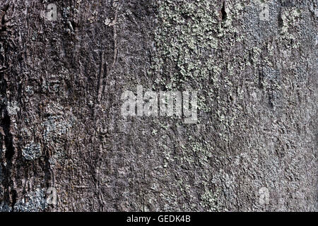 Tree bark textured background Stock Photo