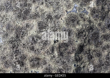 Lichen gray textured background on gray stone Stock Photo