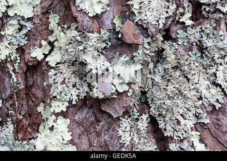 Lichen on tree bark textured background Stock Photo