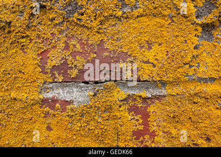 Brick wall with moss textured background Stock Photo