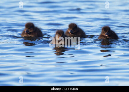 Tufted Duckling Flotilla Stock Photo