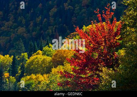 geography / travel, Canada, Quebec, Fall in the Riviere Jacques-Cartier, Jacques Cartier River valley in Parc de la Jacques-Cartier, Quebec, Stock Photo