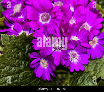 Purple flowering Senecio cruentus flower Stock Photo