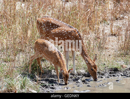 Chital  (Axis axis) also known as spotted deer mother and baby drinking water from a puddle Stock Photo