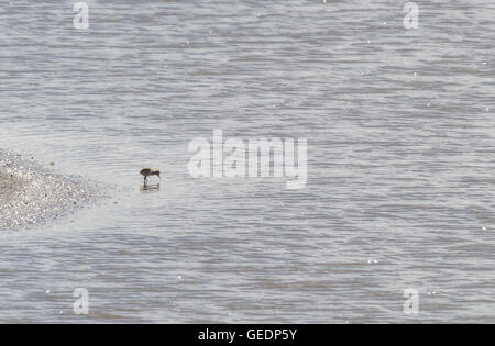 Avocet chick alone on a beach searching for food. Stock Photo