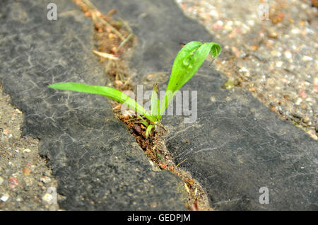 A stubborn plant makes its way trough a crack in asphalt that has even been repaired with tar. Stock Photo