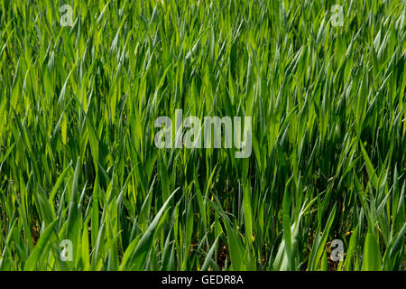 Young bearded wheat crop at stage 30, Berkshire, May Stock Photo