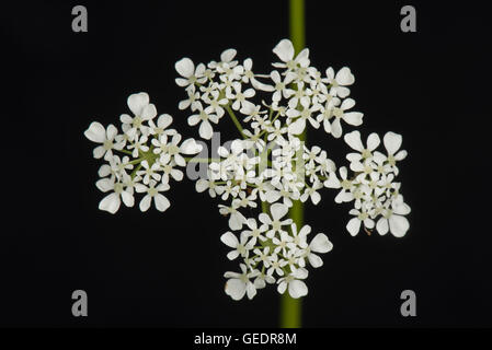 Flowering umbel of cow parsley, Antriscus sylvestris, with individual white florets Stock Photo