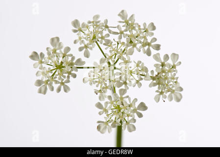 Flowering umbel of cow parsley, Antriscus sylvestris, with individual white florets Stock Photo